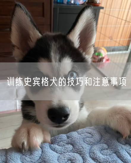 训练史宾格犬的技巧和注意事项