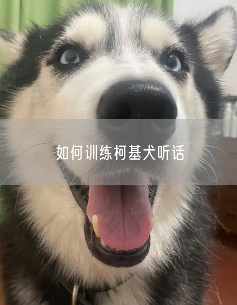 如何训练柯基犬听话