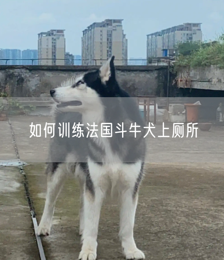 如何训练法国斗牛犬上厕所