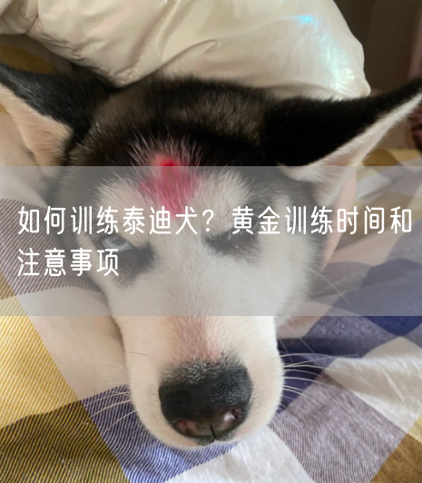 如何训练泰迪犬？黄金训练时间和注意事项