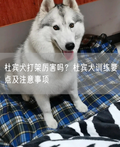 杜宾犬打架厉害吗？杜宾犬训练要点及注意事项