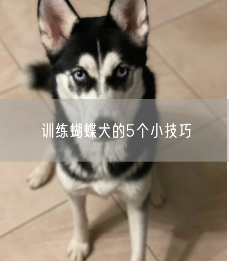 训练蝴蝶犬的5个小技巧