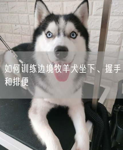  如何训练边境牧羊犬坐下、握手和排便