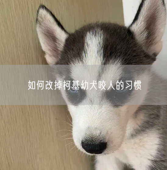 如何改掉柯基幼犬咬人的习惯