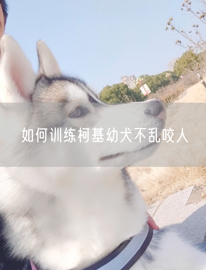 如何训练柯基幼犬不乱咬人