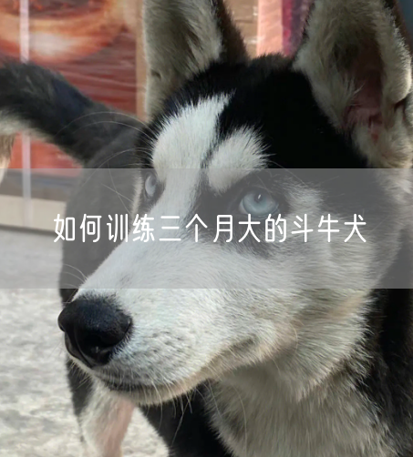 如何训练三个月大的斗牛犬