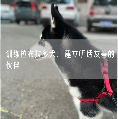 训练拉布拉多犬：建立听话友善的伙伴