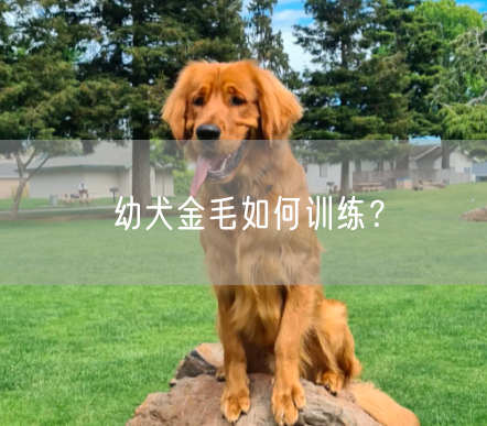 幼犬金毛如何训练？