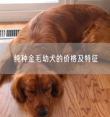 纯种金毛幼犬的价格及特征