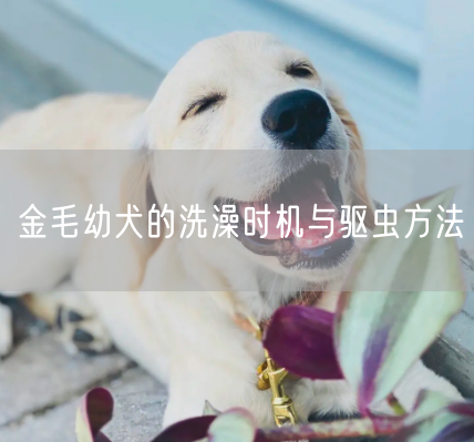 金毛幼犬的洗澡时机与驱虫方法