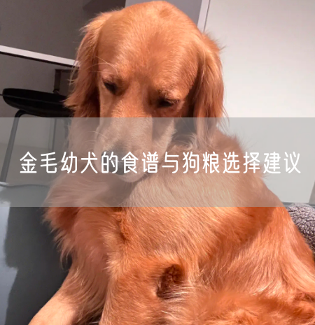 金毛幼犬的食谱与狗粮选择建议