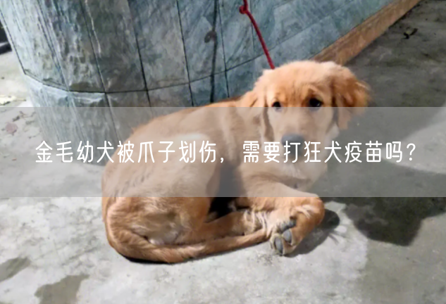 金毛幼犬被爪子划伤，需要打狂犬疫苗吗？