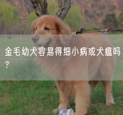 金毛幼犬容易得细小病或犬瘟吗？