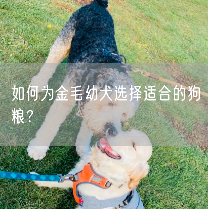 如何为金毛幼犬选择适合的狗粮？