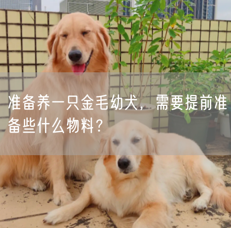 准备养一只金毛幼犬，需要提前准备些什么物料？