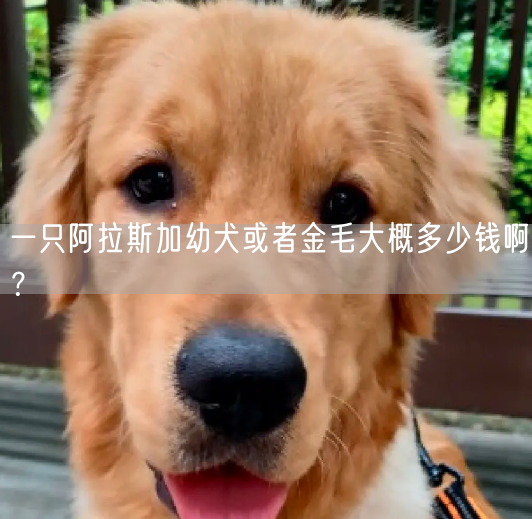 一只阿拉斯加幼犬或者金毛大概多少钱啊？