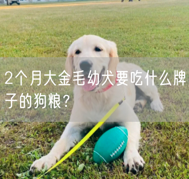 2个月大金毛幼犬要吃什么牌子的狗粮？