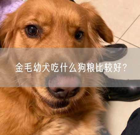 金毛幼犬吃什么狗粮比较好？