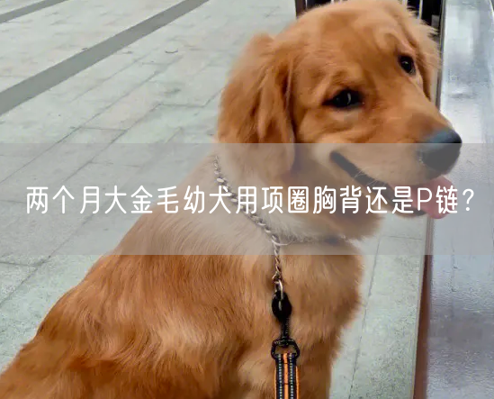 两个月大金毛幼犬用项圈胸背还是P链？