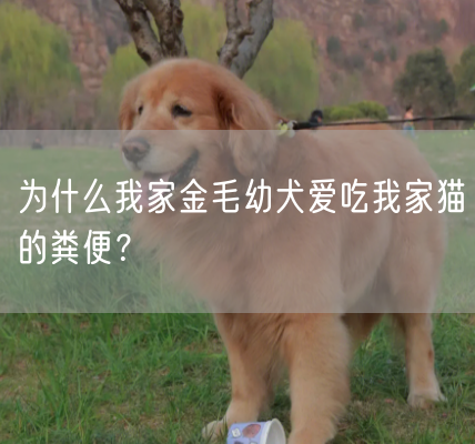 为什么我家金毛幼犬爱吃我家猫的粪便？