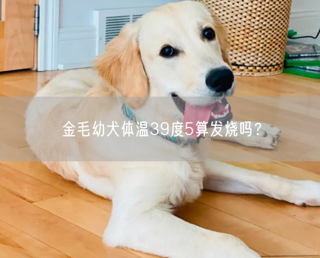 金毛幼犬体温39度5算发烧吗？