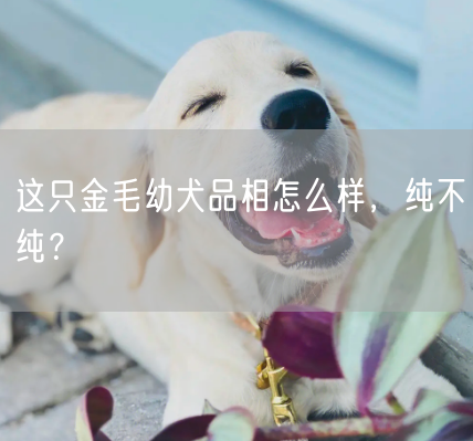 这只金毛幼犬品相怎么样，纯不纯？