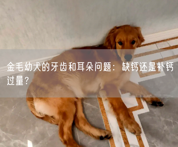 金毛幼犬的牙齿和耳朵问题：缺钙还是补钙过量？