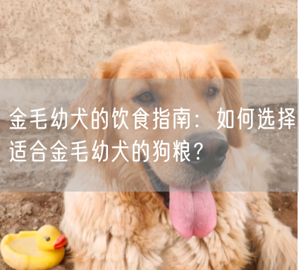 金毛幼犬的饮食指南：如何选择适合金毛幼犬的狗粮？