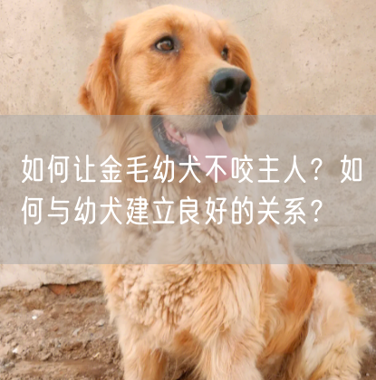 如何让金毛幼犬不咬主人？如何与幼犬建立良好的关系？