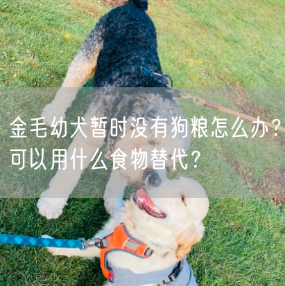 金毛幼犬暂时没有狗粮怎么办？可以用什么食物替代？