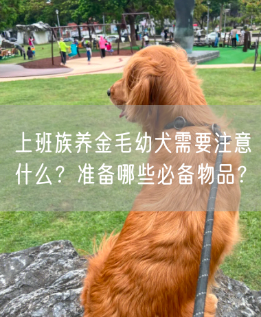 上班族养金毛幼犬需要注意什么？准备哪些必备物品？