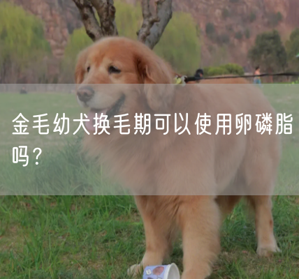 金毛幼犬换毛期可以使用卵磷脂吗？