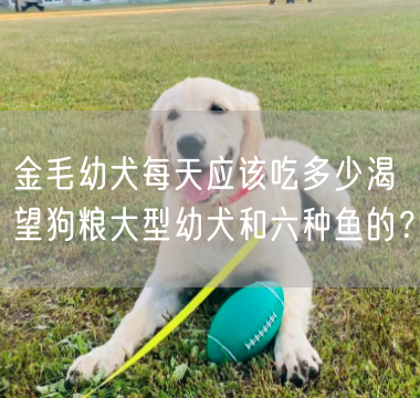 金毛幼犬每天应该吃多少渴望狗粮大型幼犬和六种鱼的？