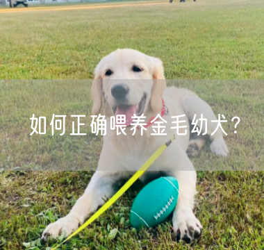 如何正确喂养金毛幼犬？