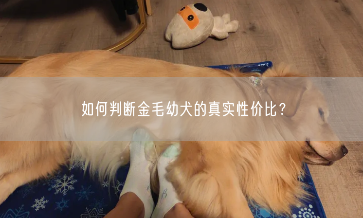 如何判断金毛幼犬的真实性价比？