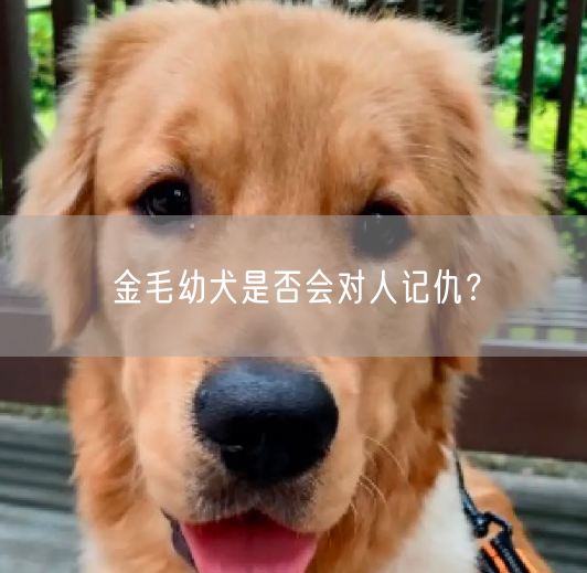 金毛幼犬是否会对人记仇？