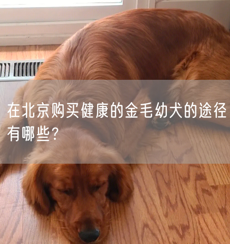 在北京购买健康的金毛幼犬的途径有哪些？