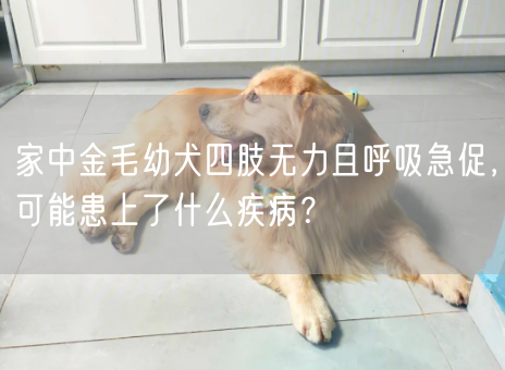 家中金毛幼犬四肢无力且呼吸急促，可能患上了什么疾病？