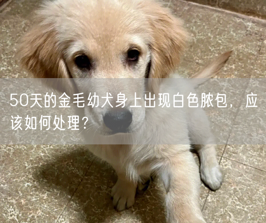 50天的金毛幼犬身上出现白色脓包，应该如何处理？