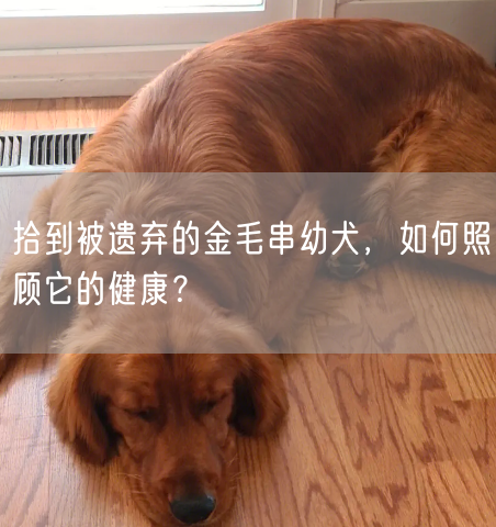 拾到被遗弃的金毛串幼犬，如何照顾它的健康？