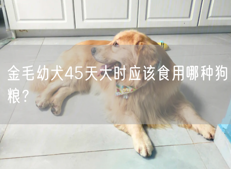 金毛幼犬45天大时应该食用哪种狗粮？