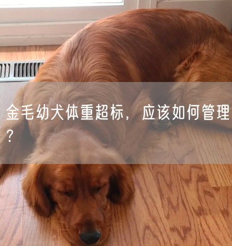 金毛幼犬体重超标，应该如何管理？