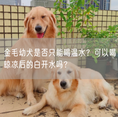 金毛幼犬是否只能喝温水？可以喝晾凉后的白开水吗？