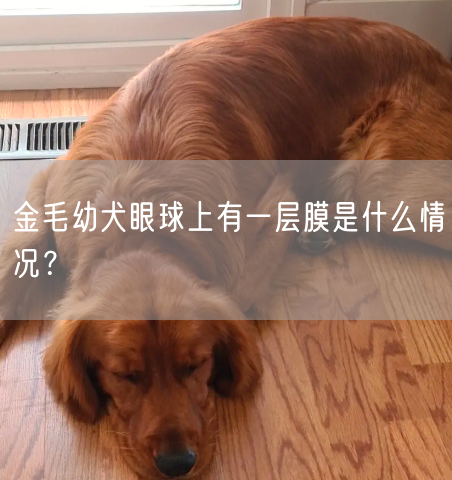 金毛幼犬眼球上有一层膜是什么情况？