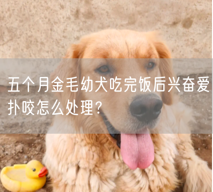 五个月金毛幼犬吃完饭后兴奋爱扑咬怎么处理？