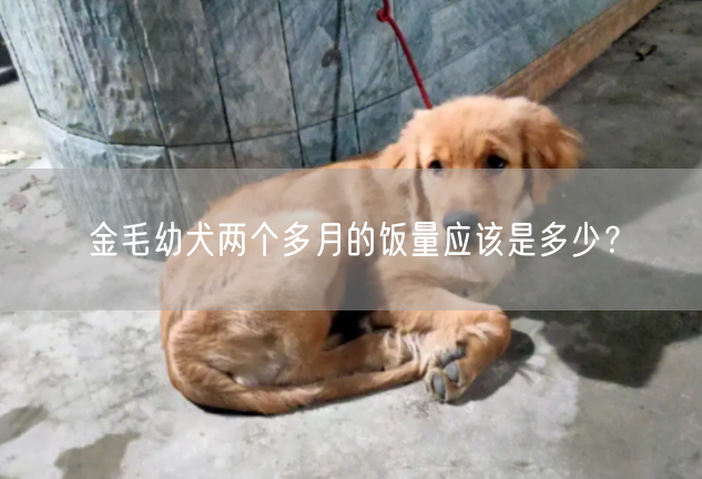 金毛幼犬两个多月的饭量应该是多少？