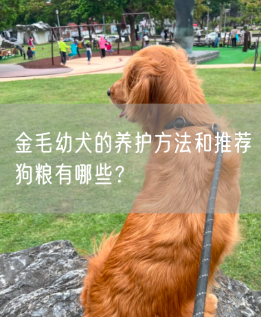 金毛幼犬的养护方法和推荐狗粮有哪些？