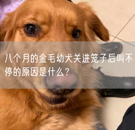 八个月的金毛幼犬关进笼子后叫不停的原因是什么？