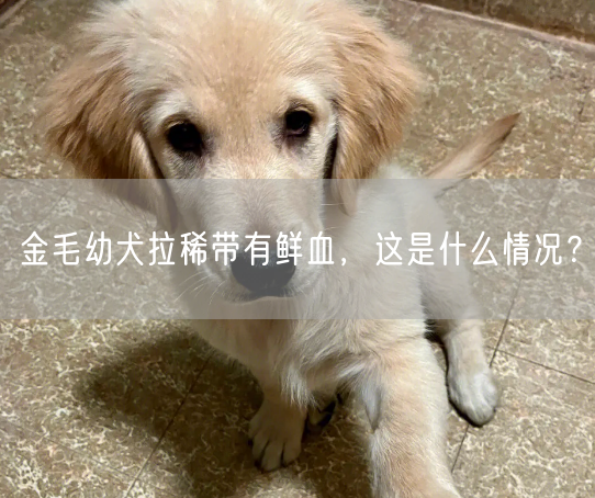 金毛幼犬拉稀带有鲜血，这是什么情况？