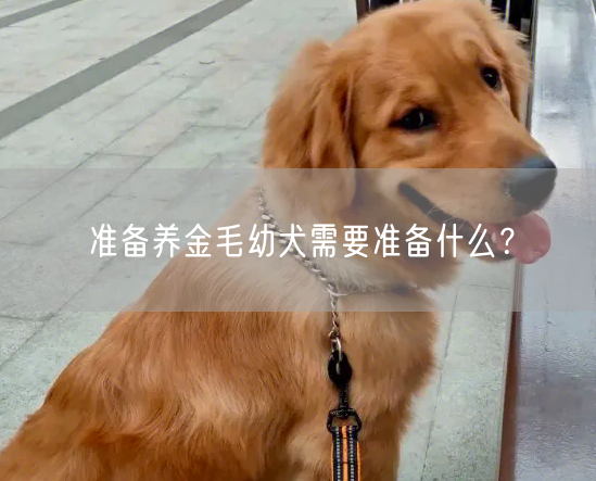 准备养金毛幼犬需要准备什么？